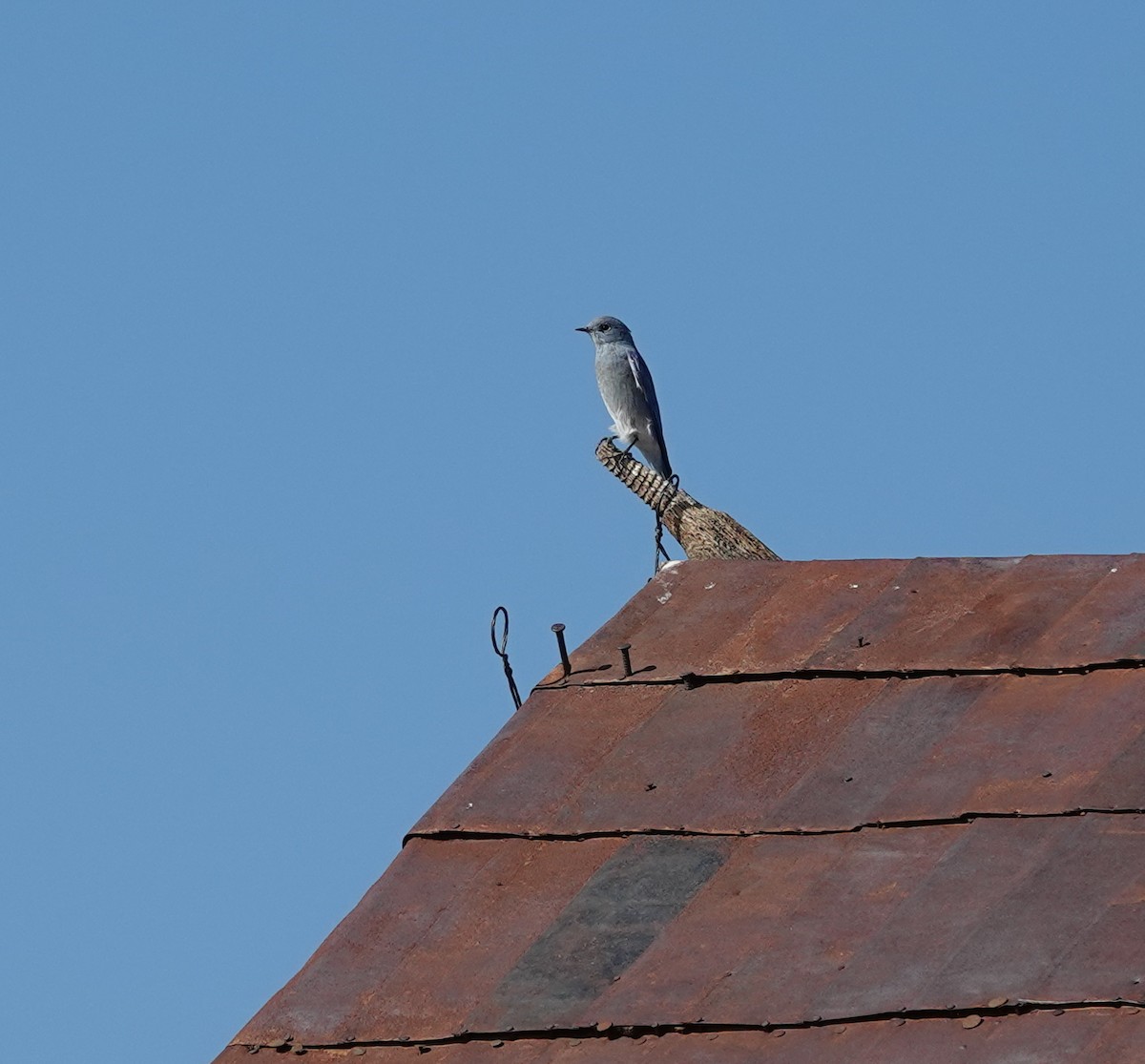 Mountain Bluebird - ML642001717