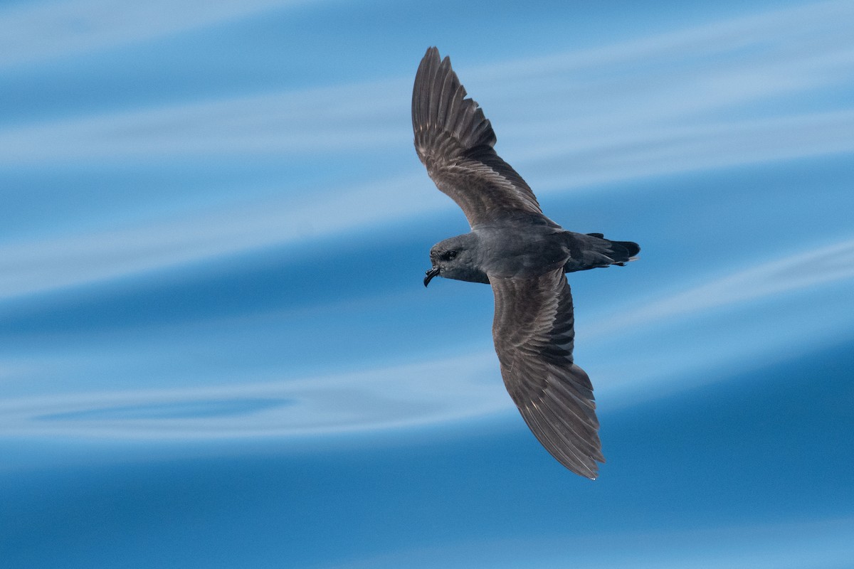 Ashy Storm-Petrel - ML642001718