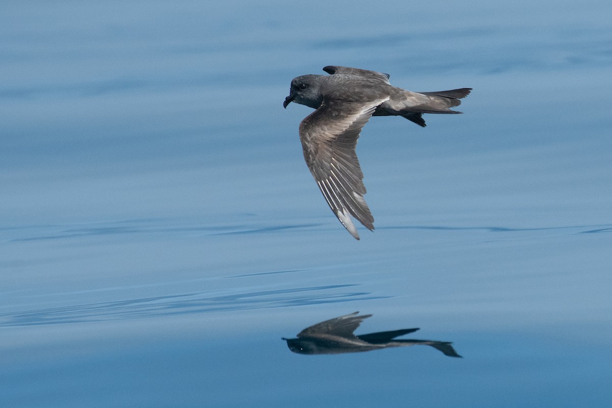 Ashy Storm-Petrel - ML642001719