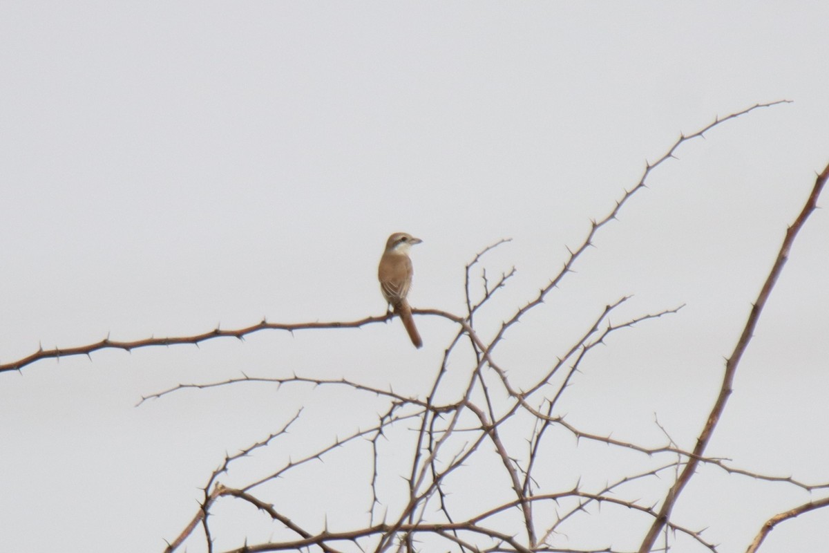 Averla isabellina - ML642001722
