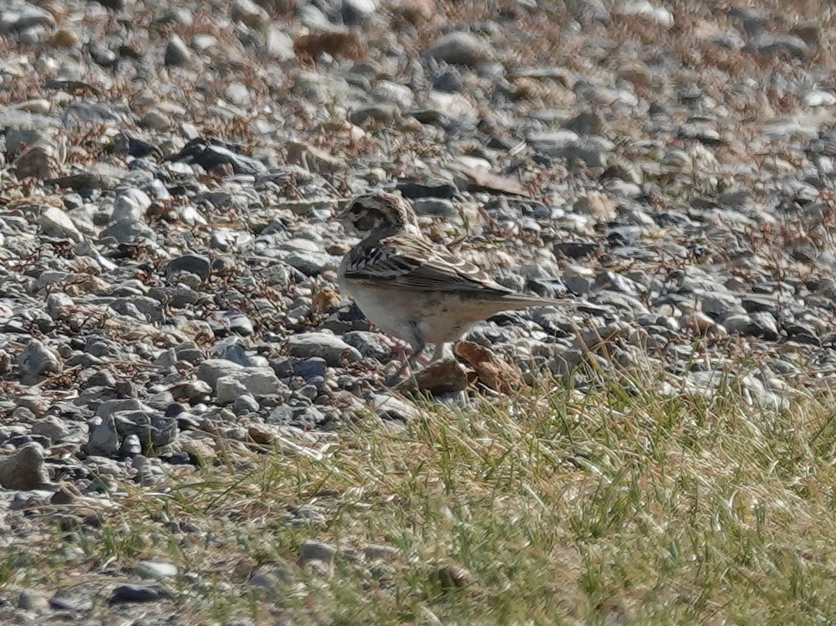 Lark Sparrow - ML642001725