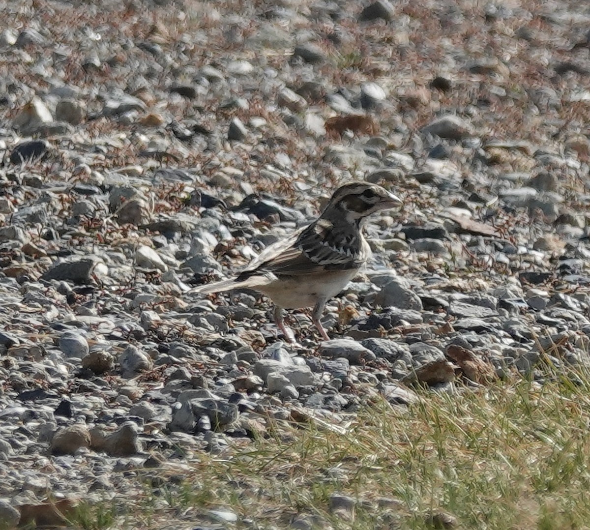 Lark Sparrow - ML642001726