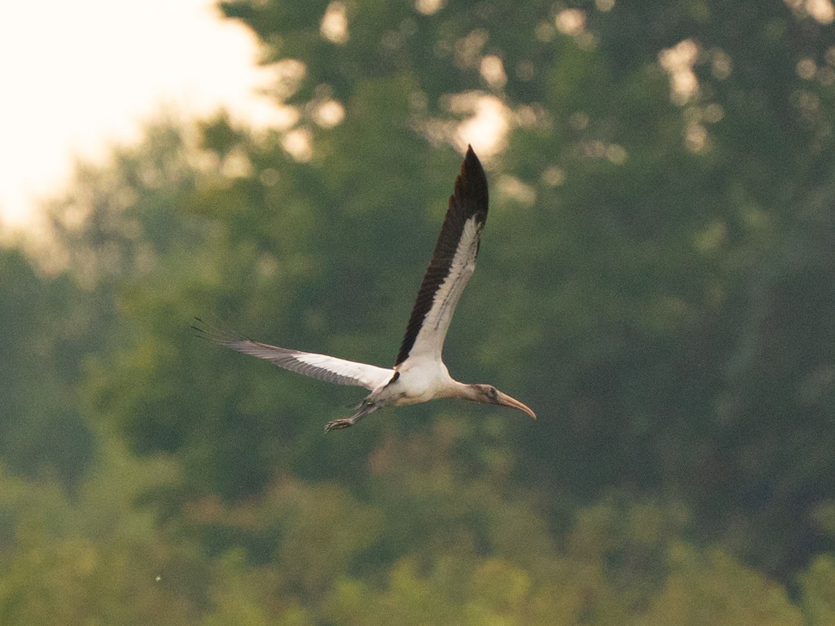 Wood Stork - ML642001727