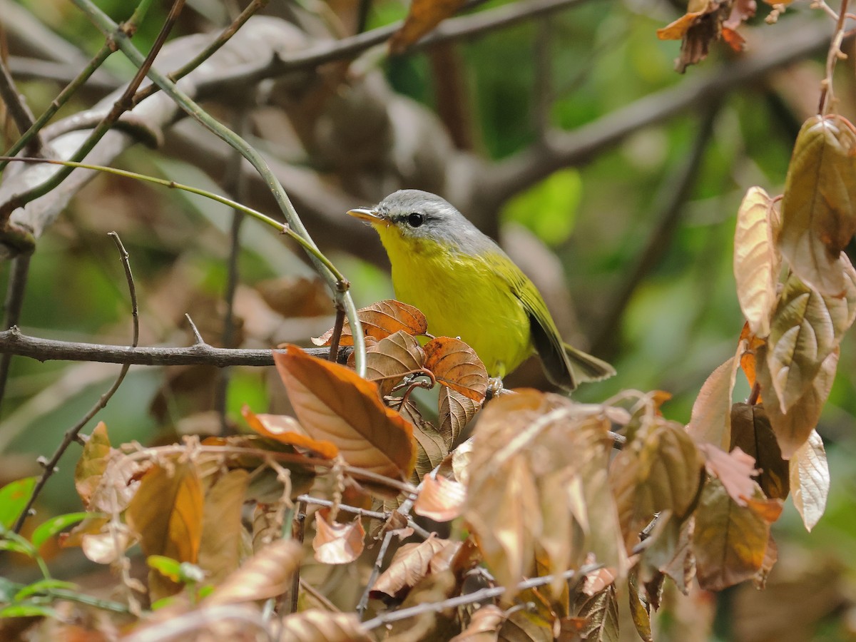 Gray-hooded Warbler - ML642001729