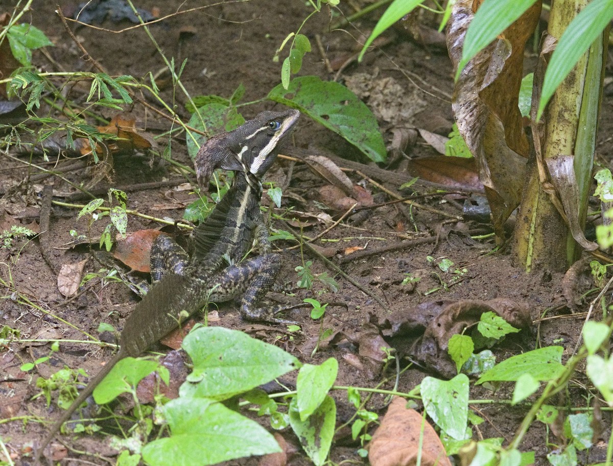 Common Basilisk - ML642001730