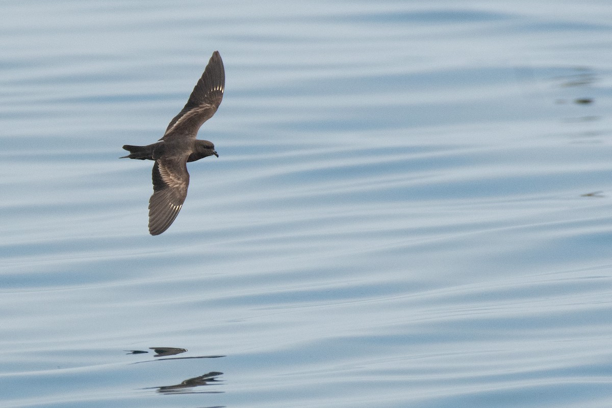 Black Storm-Petrel - ML642001731
