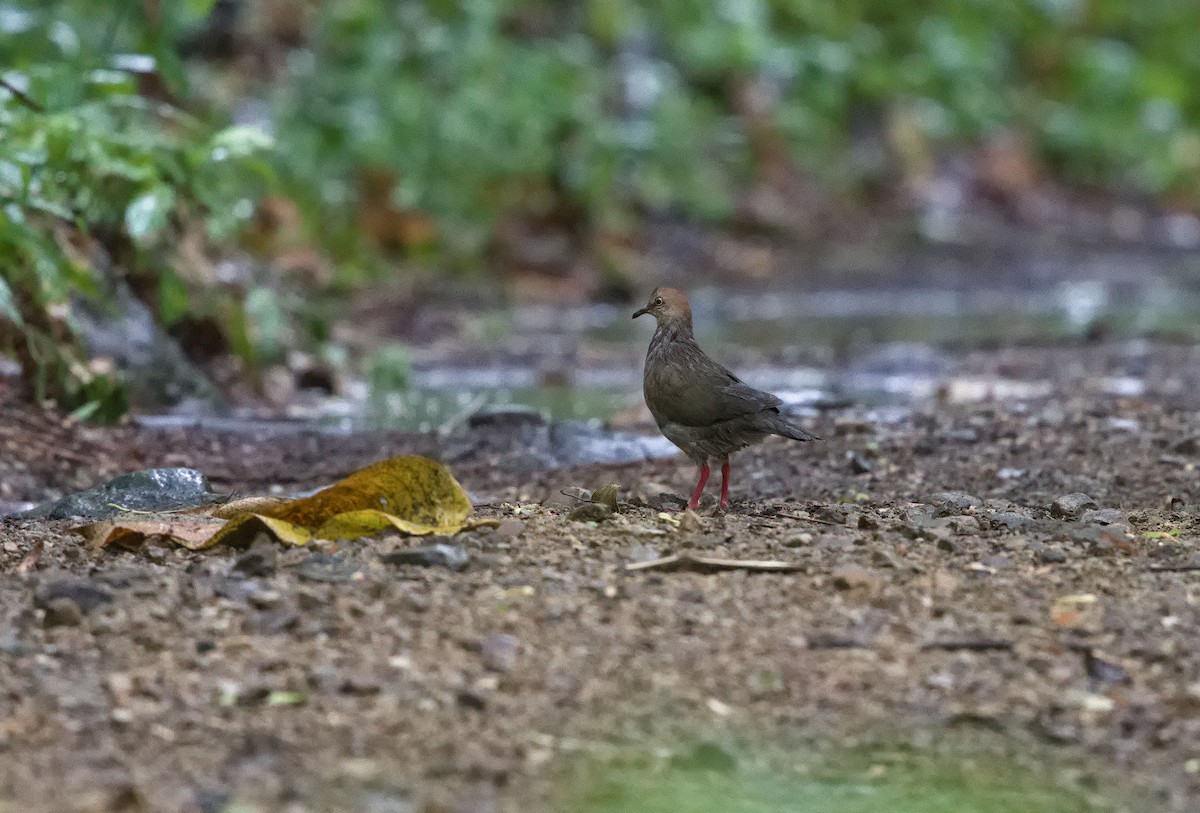 Gray-chested Dove - ML642001732