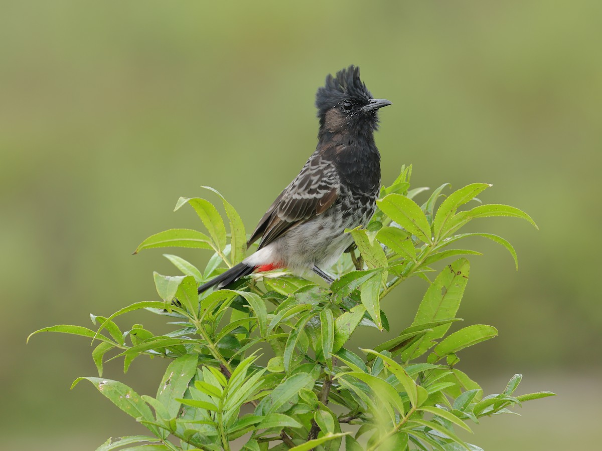 Red-vented Bulbul - ML642001733