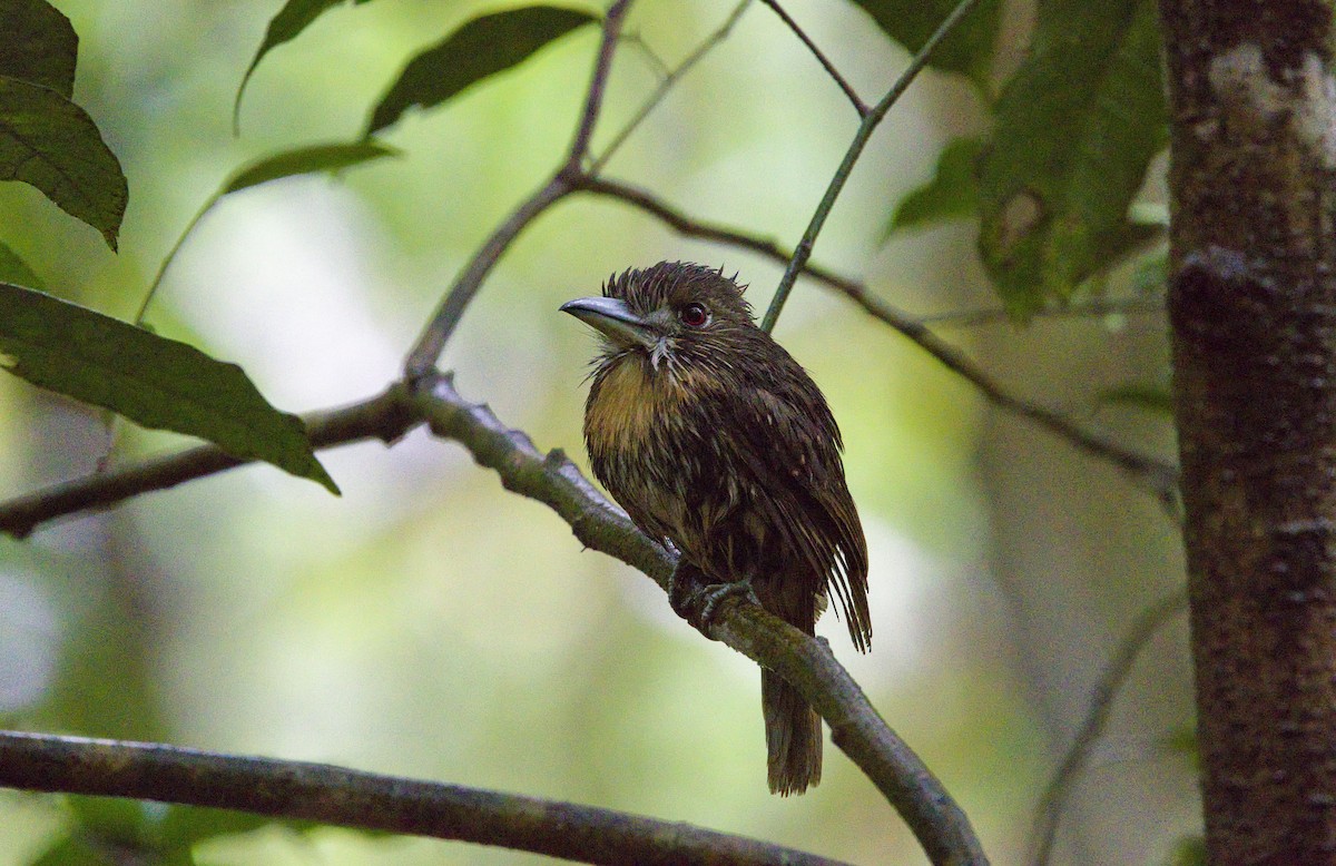 White-whiskered Puffbird - ML642001734