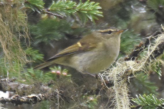 Buff-barred Warbler - ML642001739