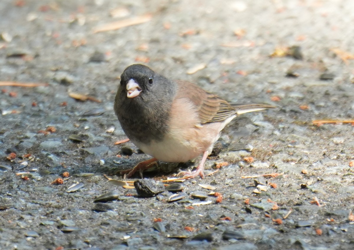 Dark-eyed Junco - ML642001741
