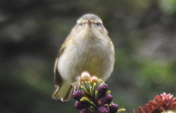Buff-barred Warbler - ML642001746