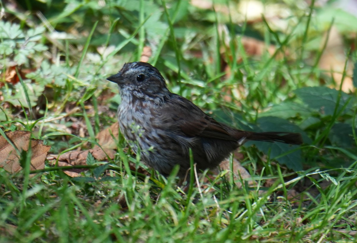 Song Sparrow - ML642001747
