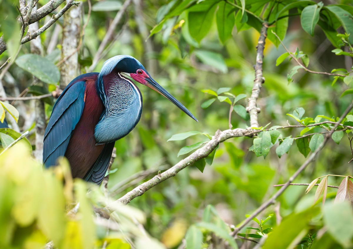 Agami Heron - ML642001749