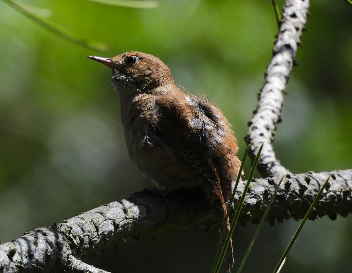 Northern House Wren - ML642001757