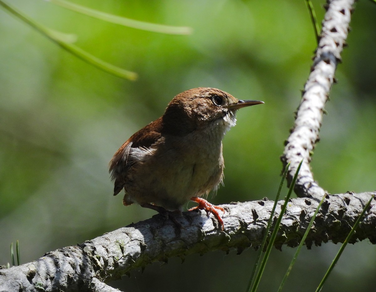 Northern House Wren - ML642001759