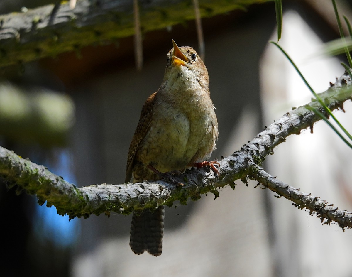 Northern House Wren - ML642001760