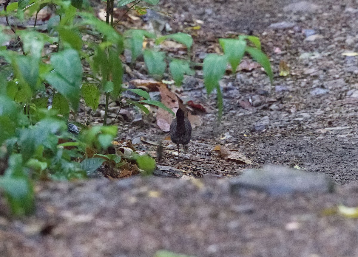 Black-faced Antthrush - ML642001764