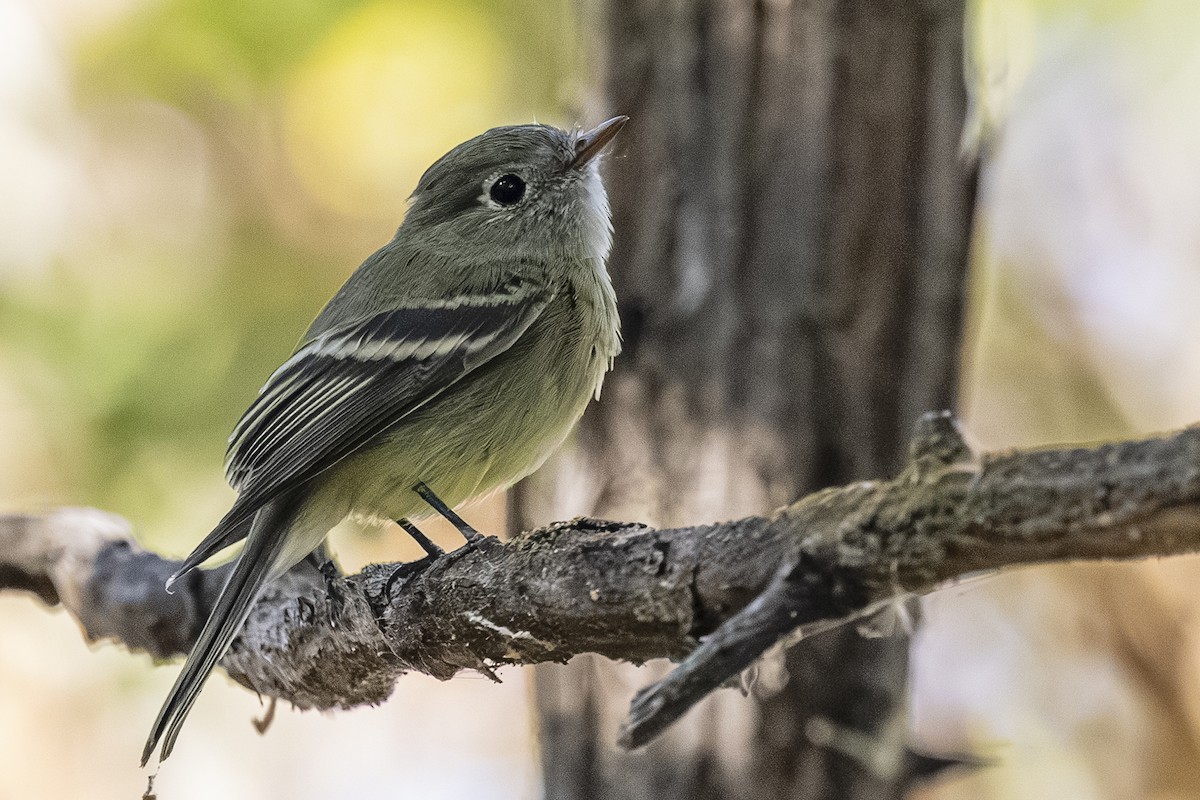 Hammond's Flycatcher - ML642001780