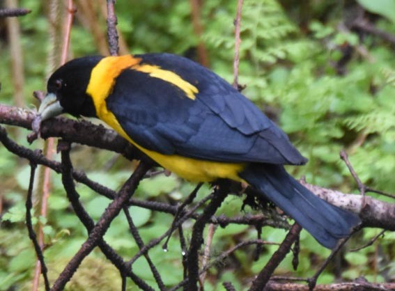 Collared Grosbeak - ML642001797