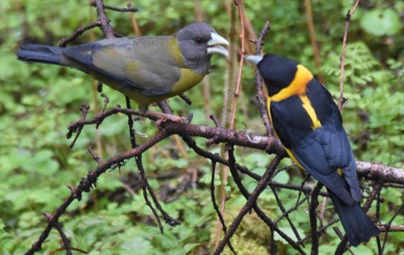 Collared Grosbeak - ML642001799