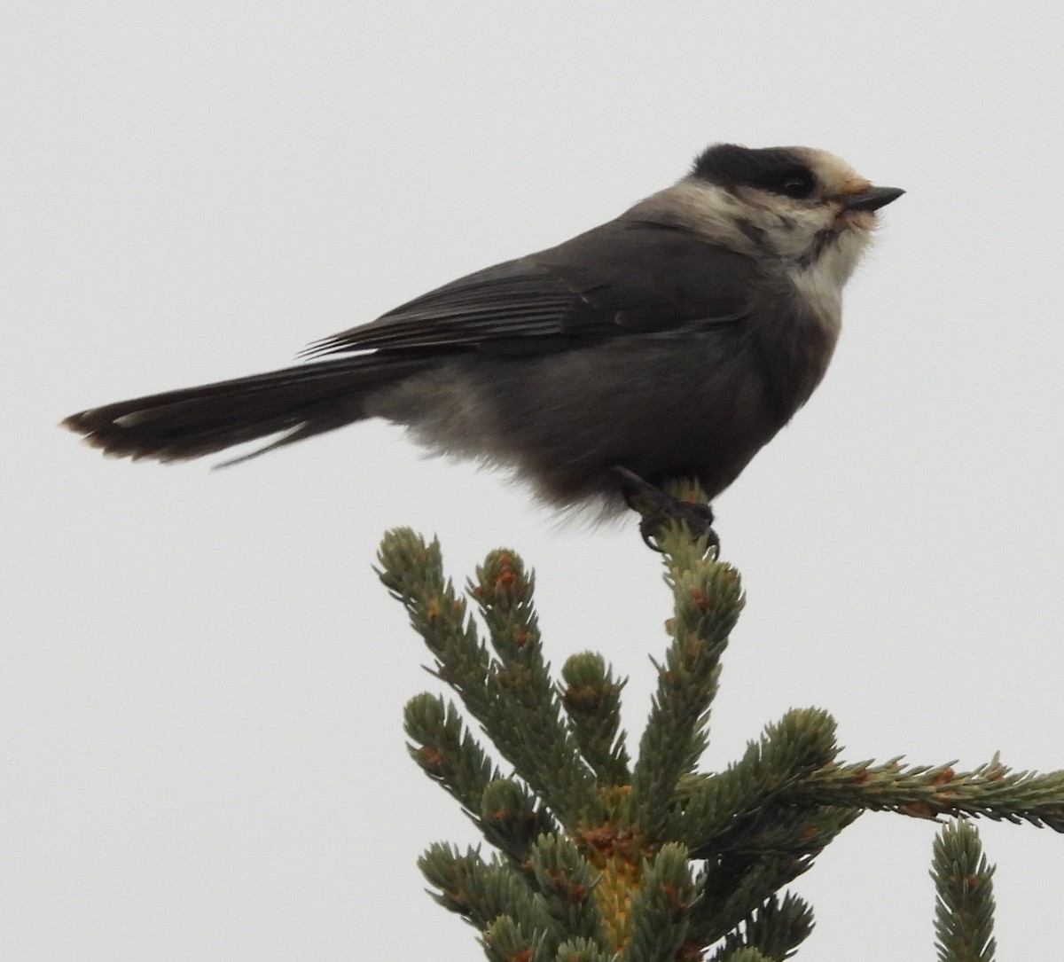 Canada Jay - ML642001800