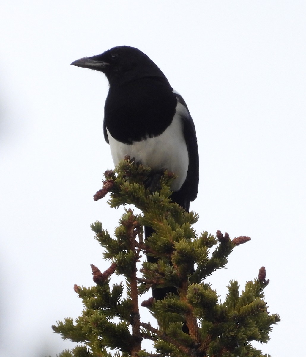 Black-billed Magpie - ML642001805