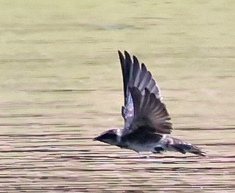 Purple Martin - ML642001829