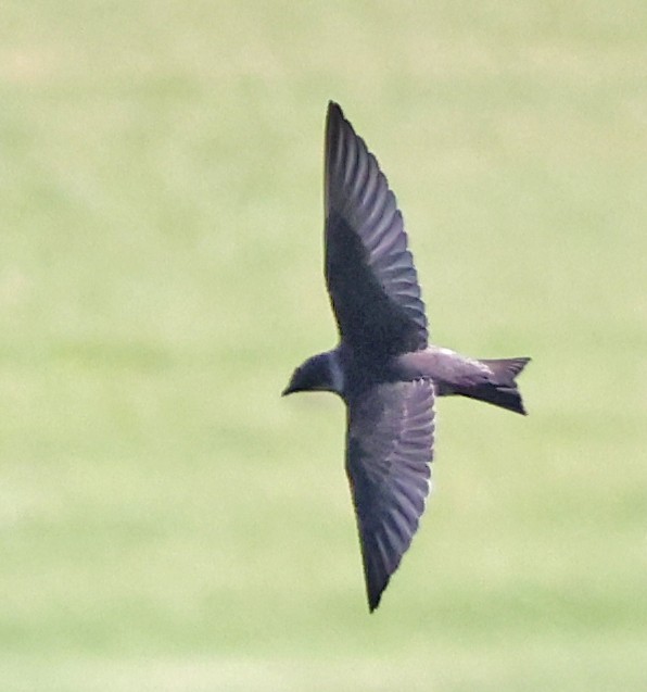 Purple Martin - ML642001838