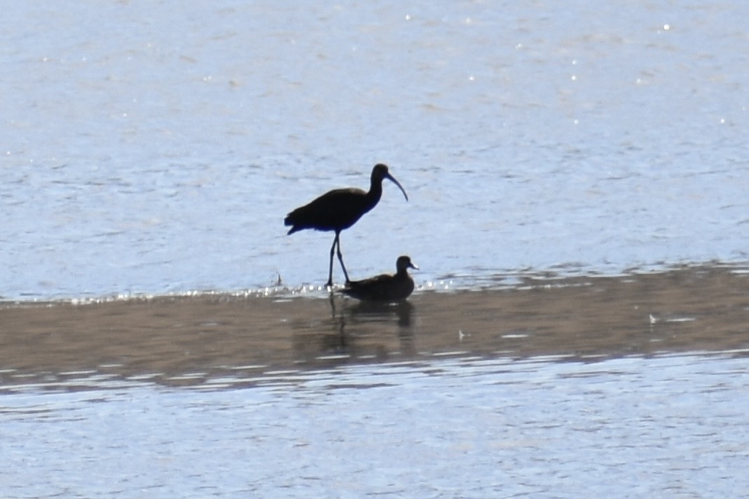 Ibis à face blanche - ML642001845