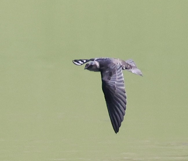 Purple Martin - ML642001846