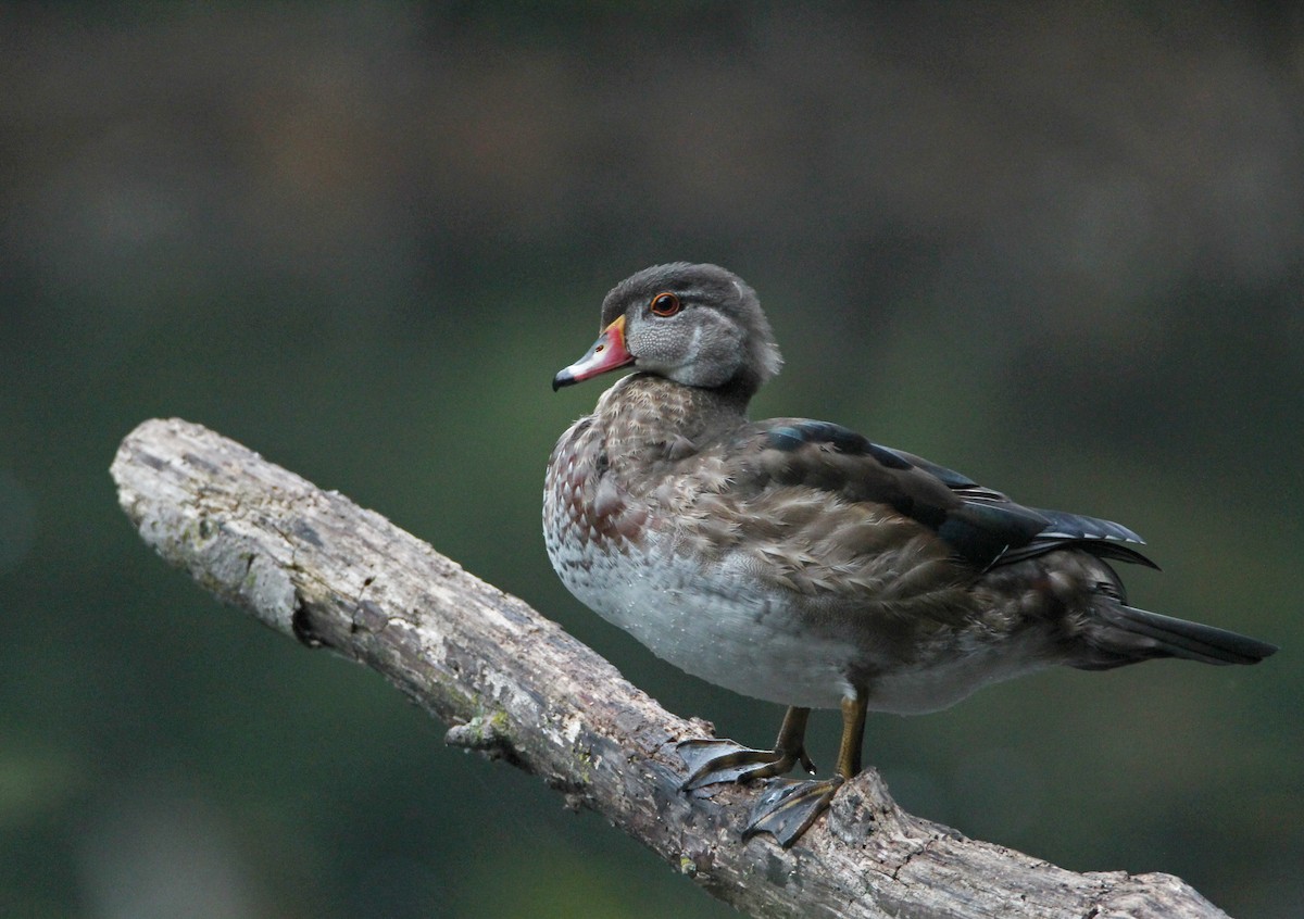 Canard branchu - ML642001852