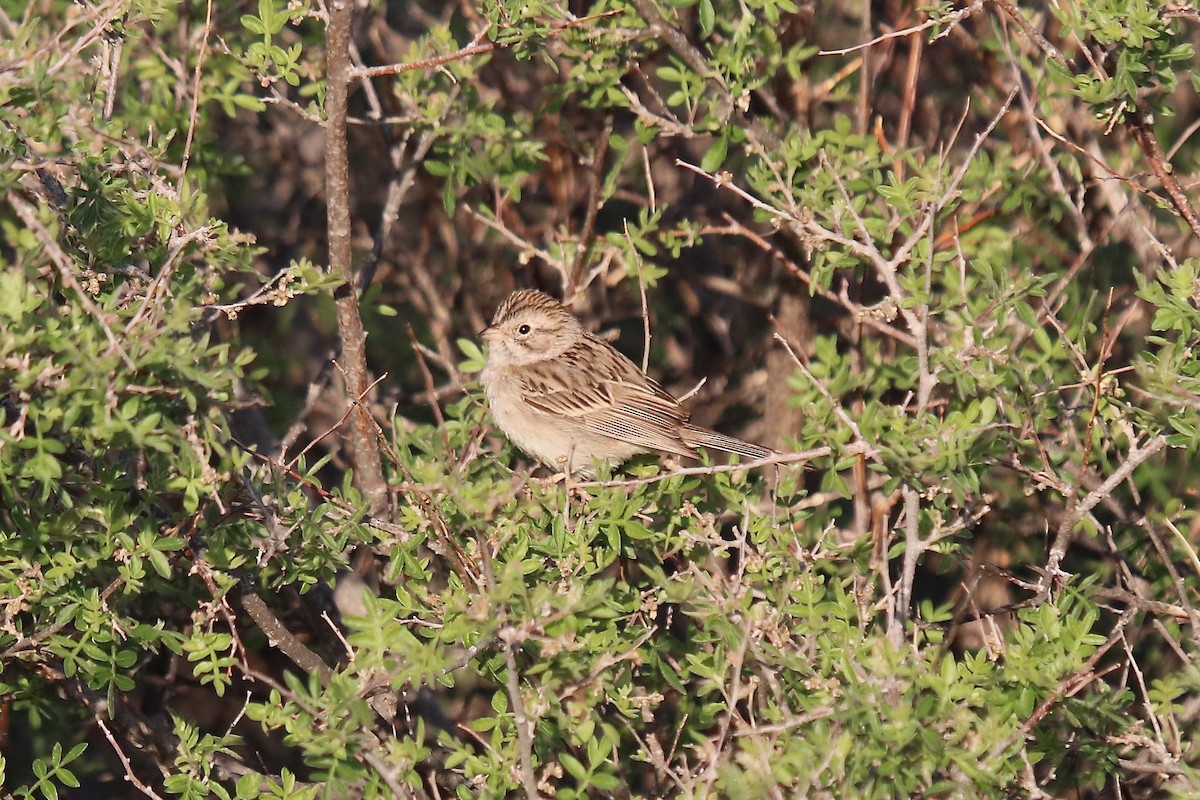 Brewer's Sparrow - ML642001866