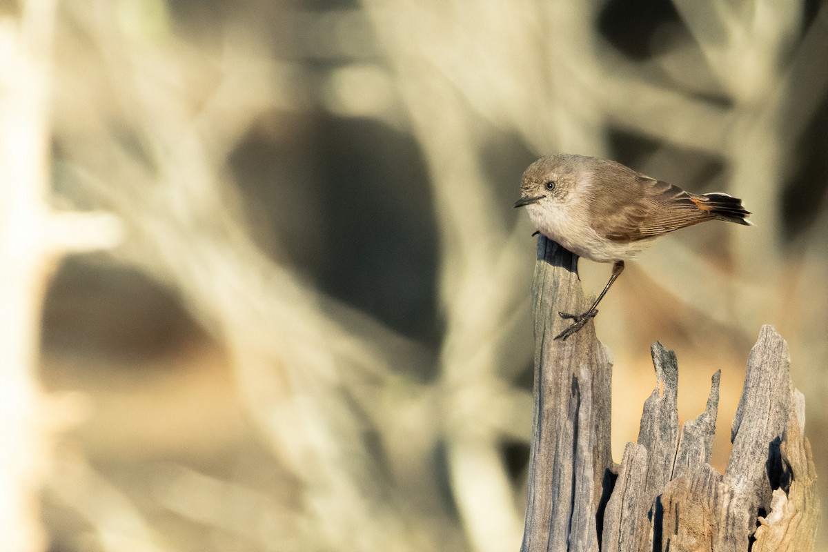 Chestnut-rumped Thornbill - ML642001870