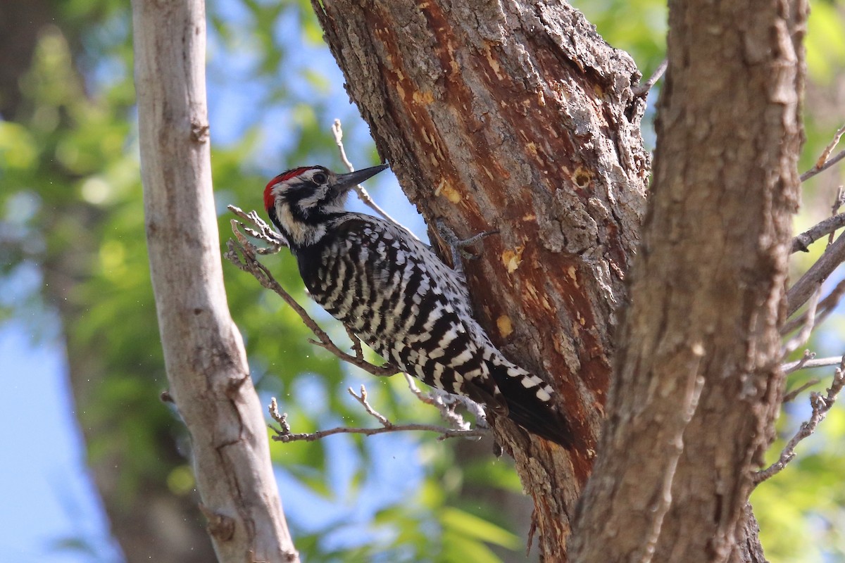 Ladder-backed Woodpecker - ML642001873