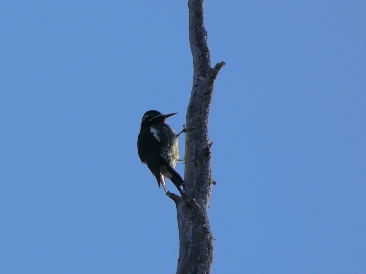Williamson's Sapsucker - ML642001882