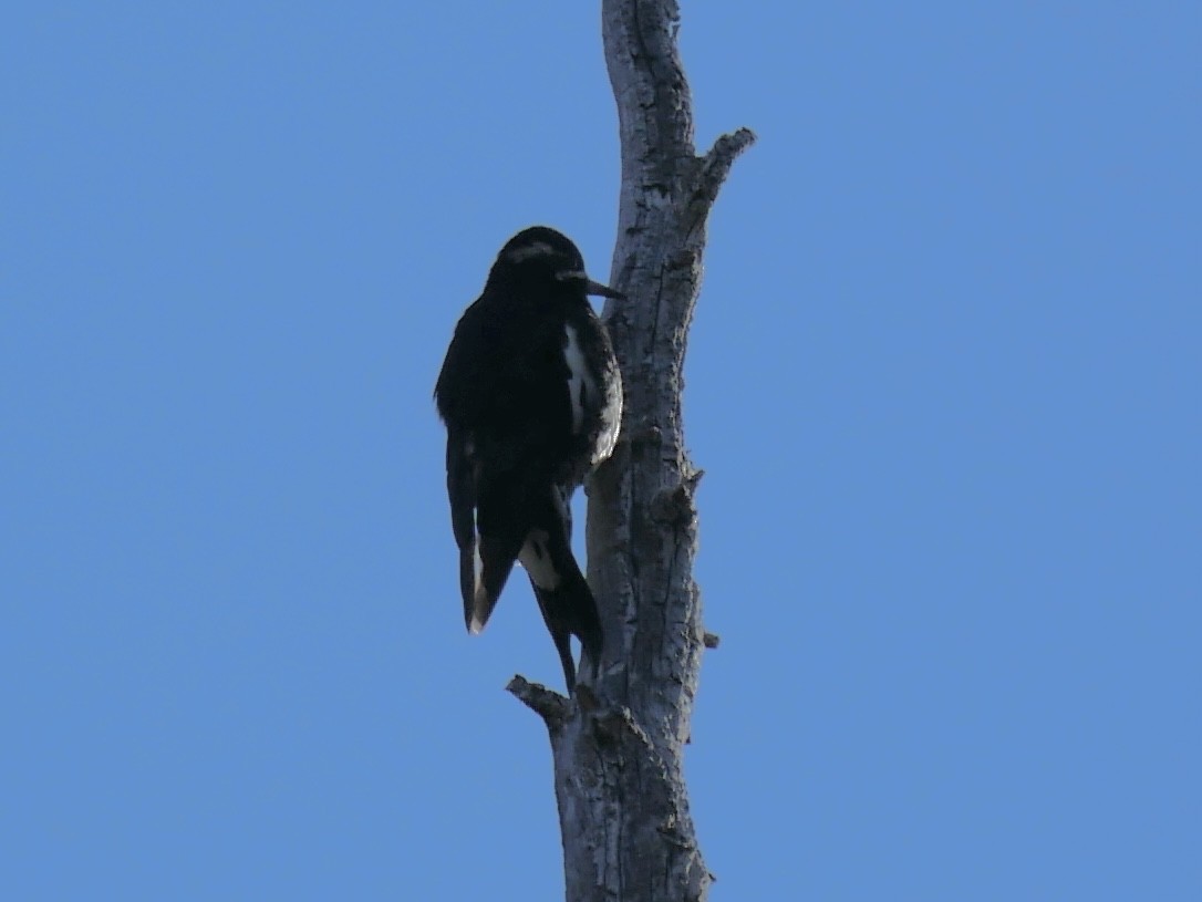 Williamson's Sapsucker - ML642001883