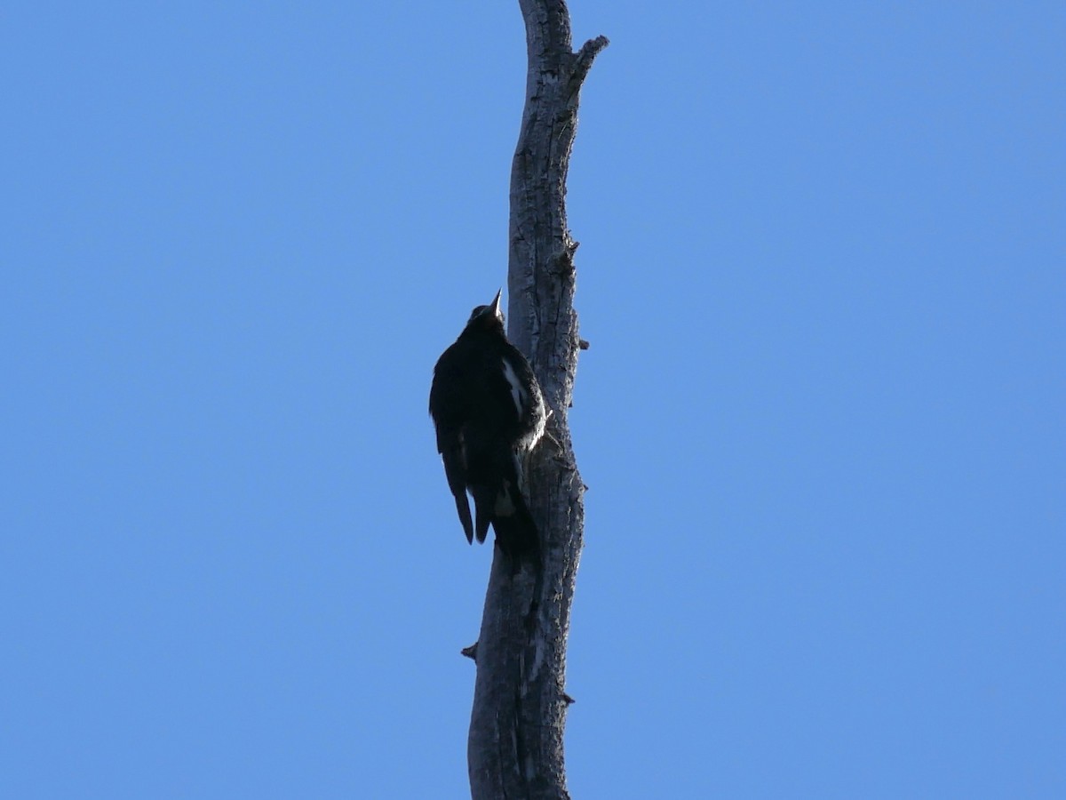 Williamson's Sapsucker - ML642001884
