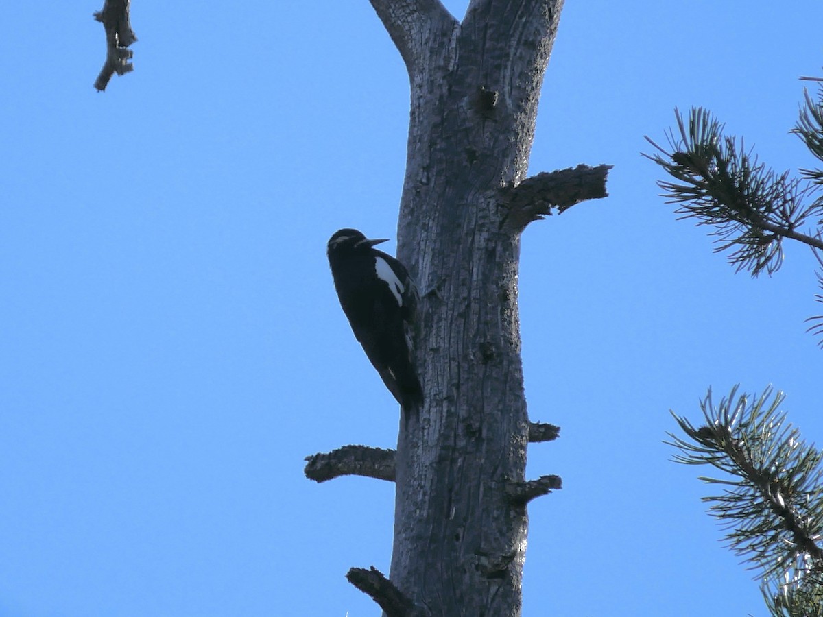 Williamson's Sapsucker - ML642001885