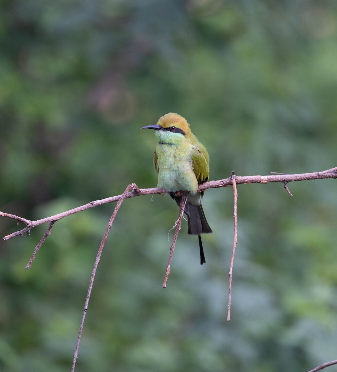 Asian Green Bee-eater - ML642001888