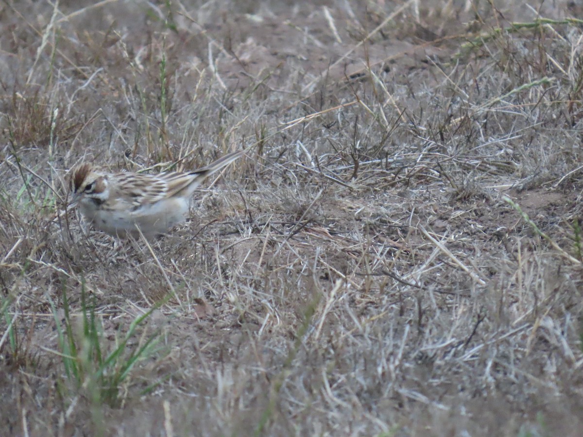 Lark Sparrow - ML642001894