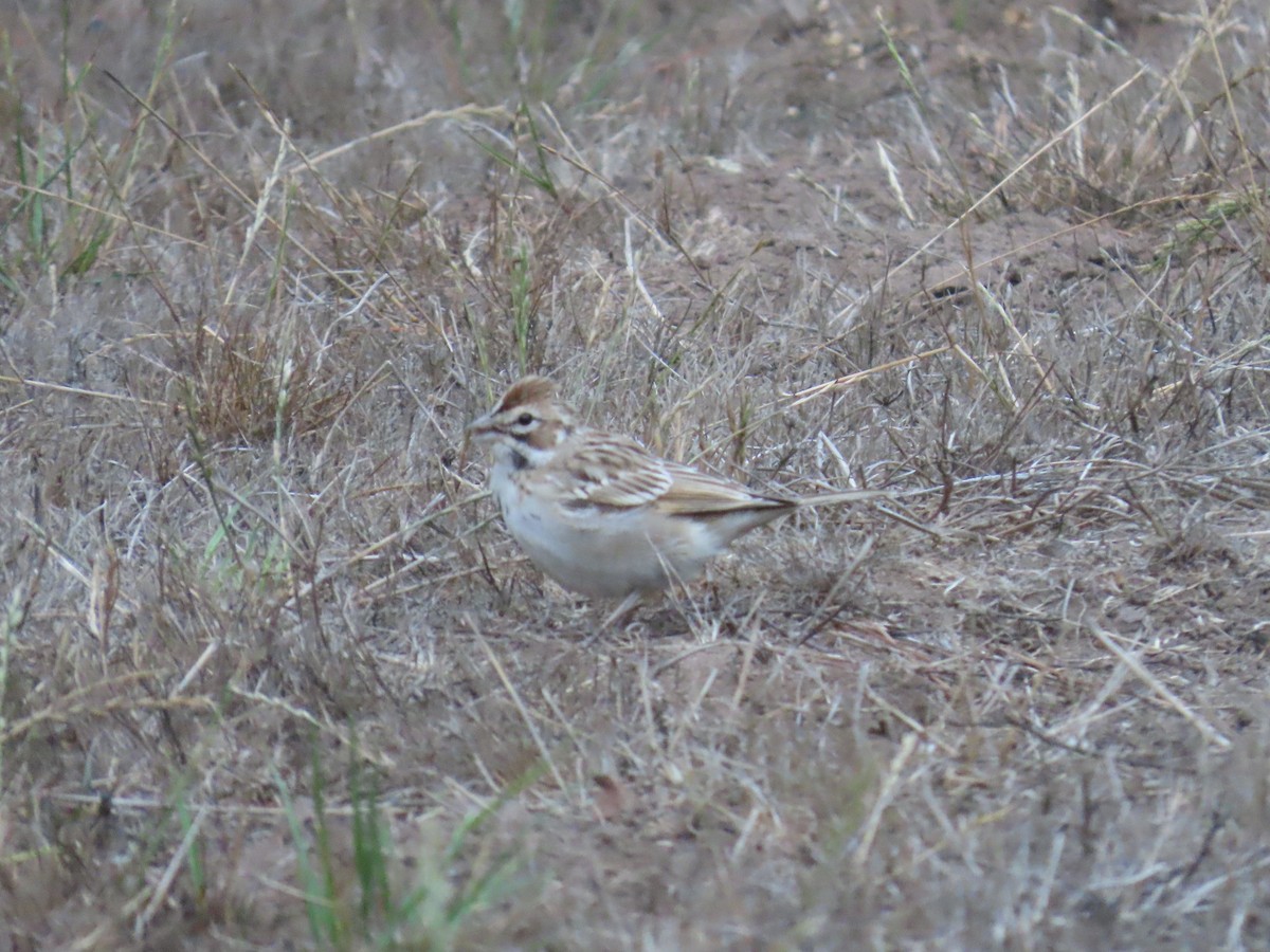 Lark Sparrow - ML642001896