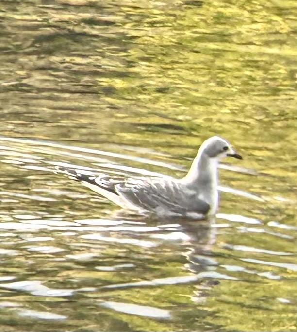 Mouette de Sabine - ML642001901