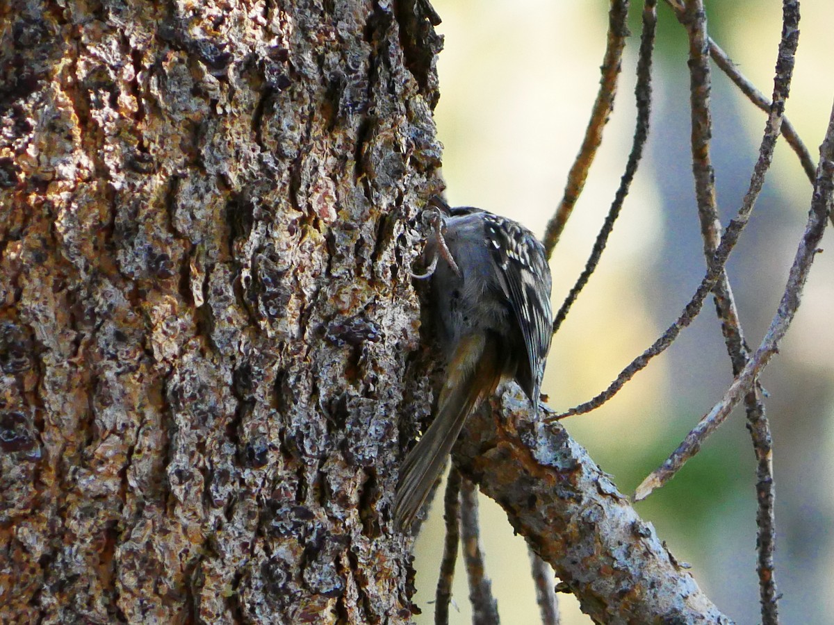 Brown Creeper - ML642001902