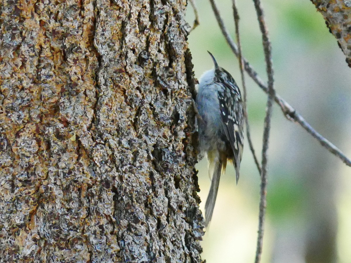 Brown Creeper - ML642001903