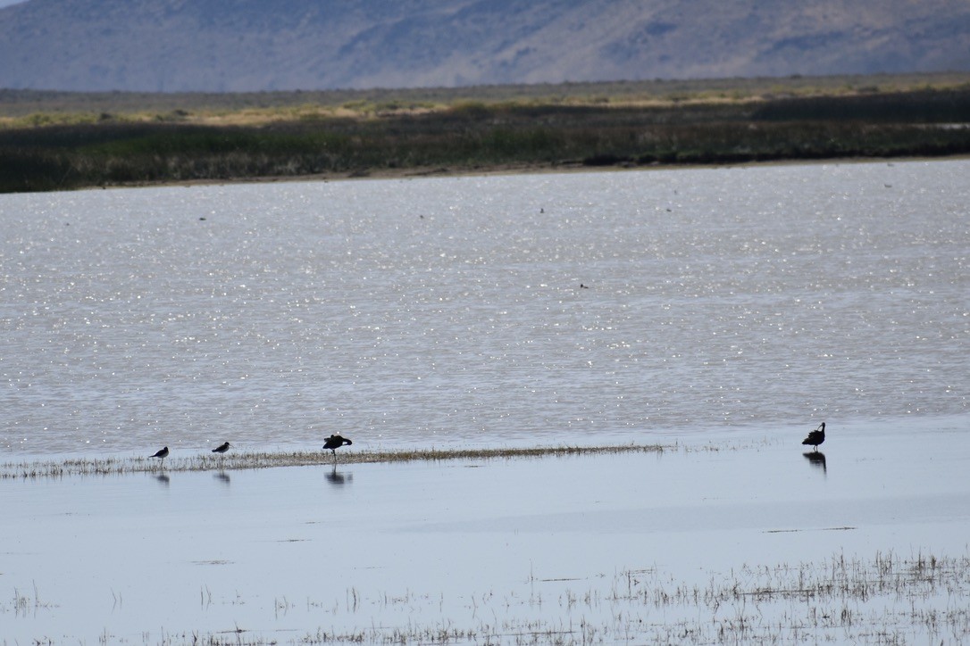 White-faced Ibis - ML642001904