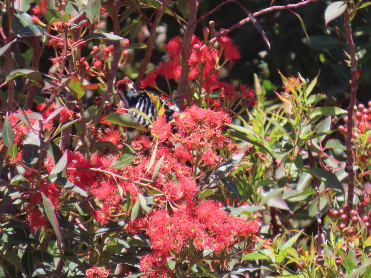 Black-headed Grosbeak - ML642001909