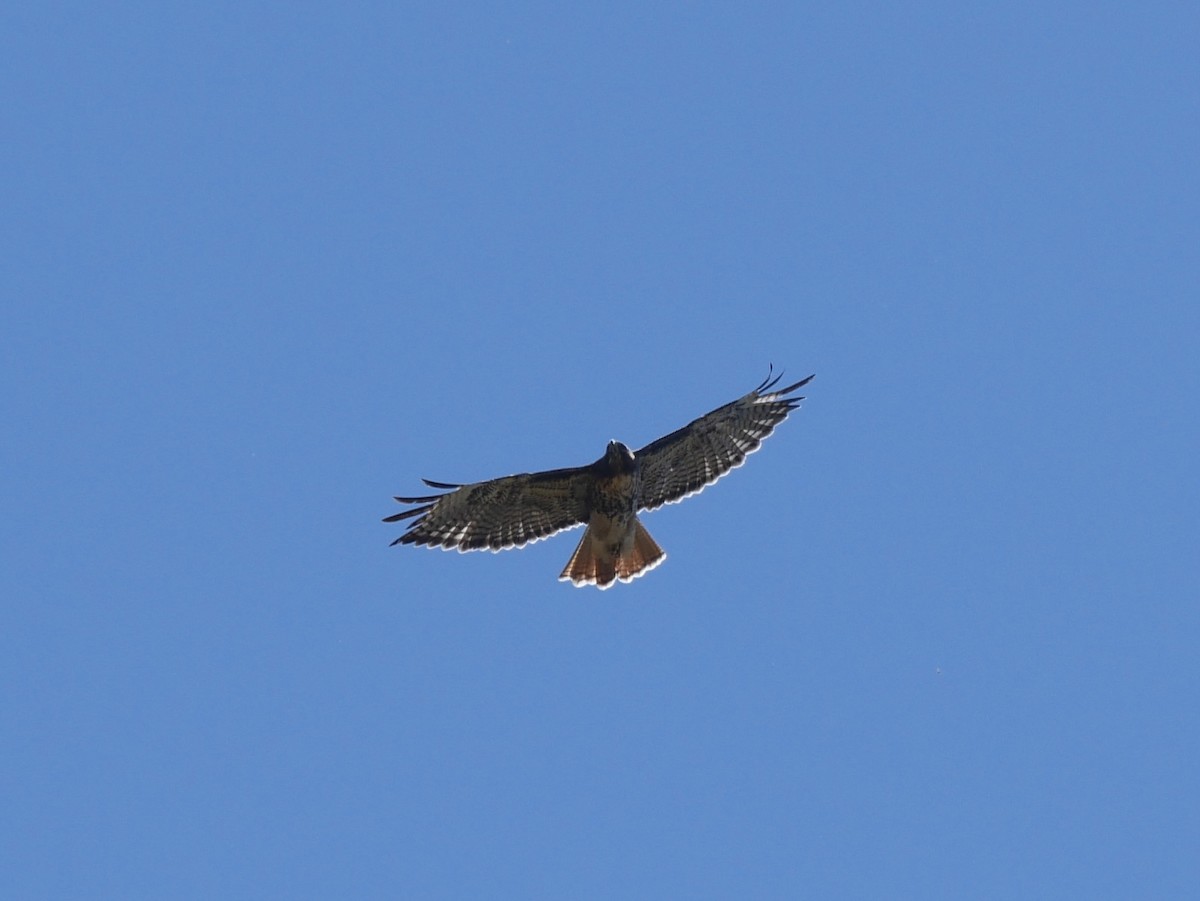 Zapelatz buztangorria - ML642001910