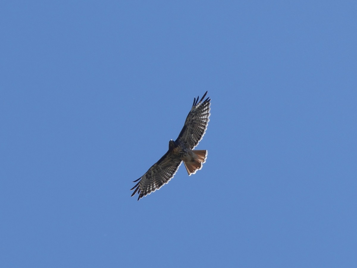 Zapelatz buztangorria - ML642001911