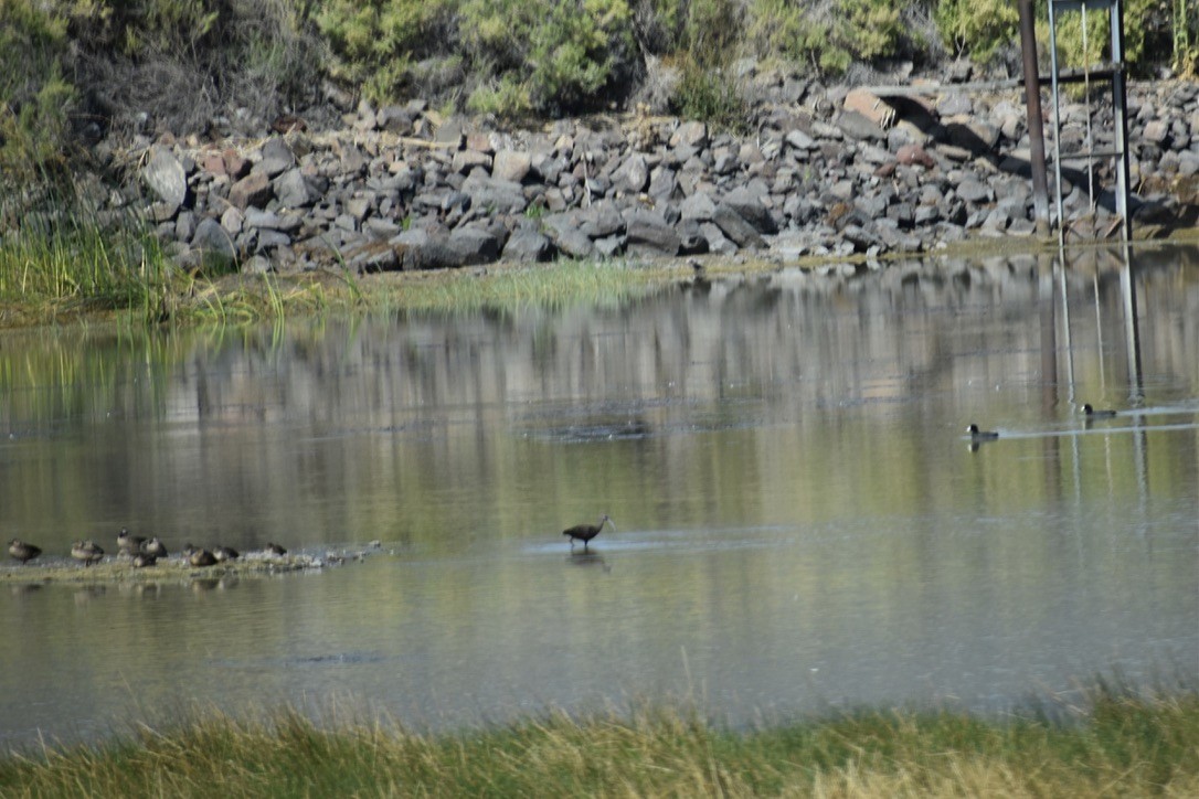 White-faced Ibis - ML642001912